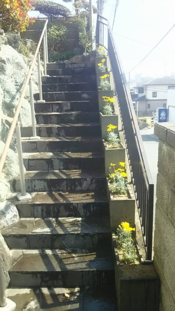 【茨木市】階段脇の花壇にユリオプスデージーを植栽