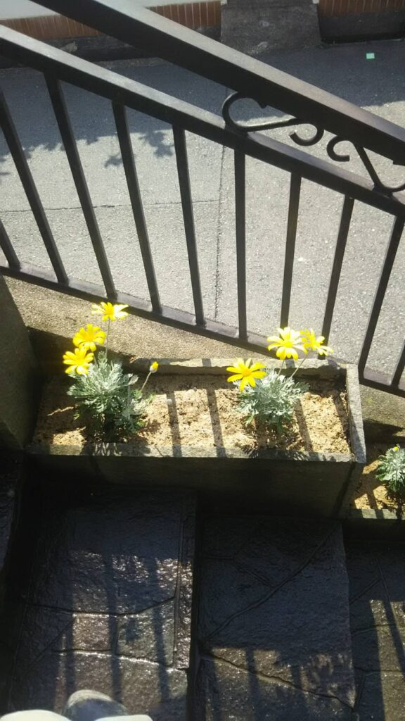 【茨木市】階段脇の花壇にユリオプスデージーを植栽