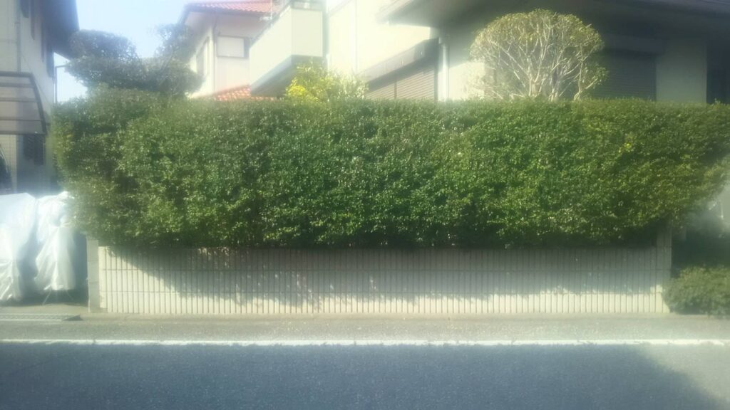 【茨木市】脱走防止&景観アップ。生垣撤去+メッシュフェンス設置&レッドロビン植栽工事 作業前