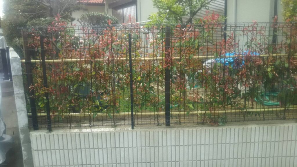 【茨木市】脱走防止&景観アップ。生垣撤去+メッシュフェンス設置&レッドロビン植栽工事 作業後