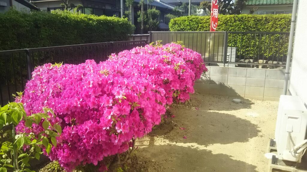 【高槻市】季節ごとに彩りを楽しむお庭。ヒラドツツジと紫陽花が咲き誇るY様邸(2018年春)