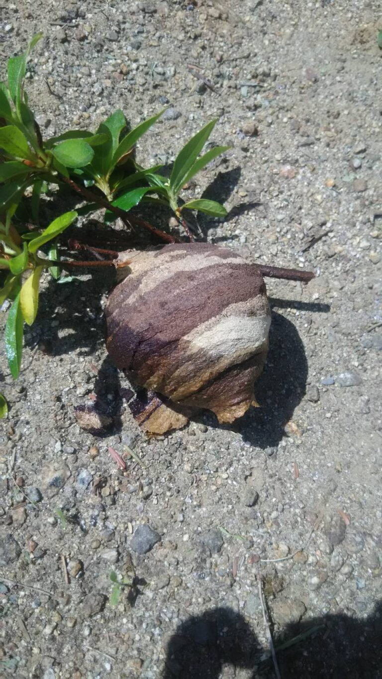 スズメバチの巣発見！